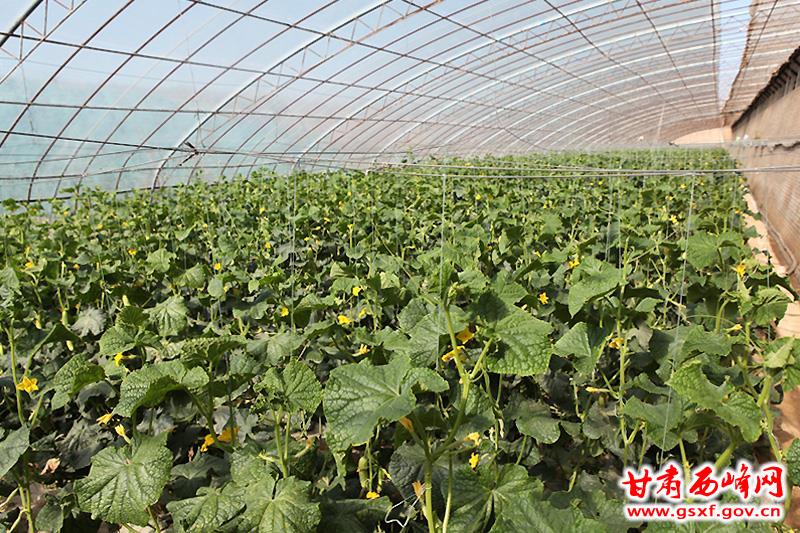 肖金镇芮岭村永生果蔬观光采摘园的黄瓜棚.jpg