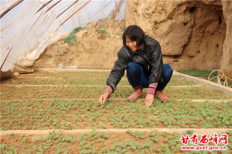 管护甜瓜苗_副本.jpg