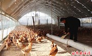 白维龙：种养结合　巧念生态“致富经”
