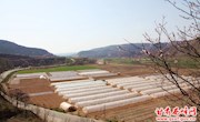西峰区全面加快生产基地标准化建设
