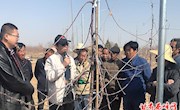 区果业局邀请专家指导什社乡春季果树修剪管护工作