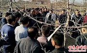 后官寨镇扎实开展春季果树修剪管理