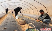 因地制宜调结构　规模种植促增收