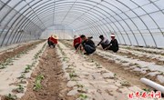 西峰：人勤春来早　奋斗正当时