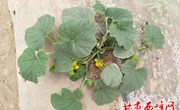 甜瓜花期管理小窍门