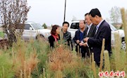 市林业局督查指导我区油松病害防治工作