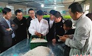 杨咀村培育新产业助推脱贫致富成效显著