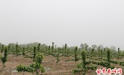 西峰区农村“三变”改革激发产业发展活力