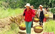 我区1.8万亩黄花菜进入采收旺季