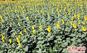 毛寺村：油葵种植观赏增收两相宜
