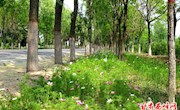 西峰：群众乐享生态发展成果