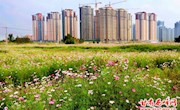 西峰区：强化环境卫生整治　加快美丽乡村建设